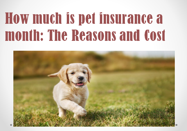 how much is PET Insurance a Month